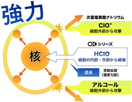 次亜塩素酸ナトリウム(CIO-)やアルコールは菌の細胞外部から攻撃するのに対して、OXシリーズ(HCIO)は細胞膜を透過(濃度勾配による受動拡散)し、細胞の外部・内部の両方から菌を破壊する